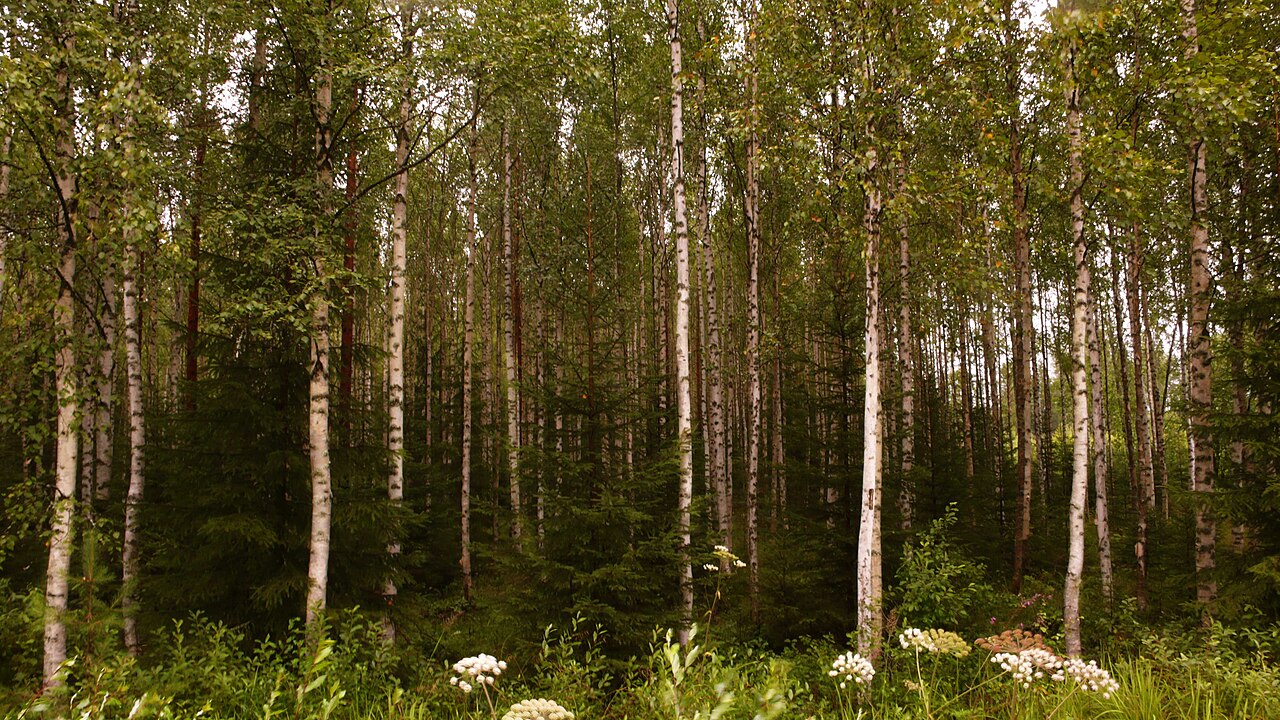 Birch forest in Finland — high-latitude temperate clue