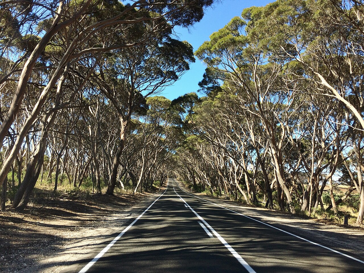 Eucalyptus trees beside an Australian road — compare with South African rural scenes