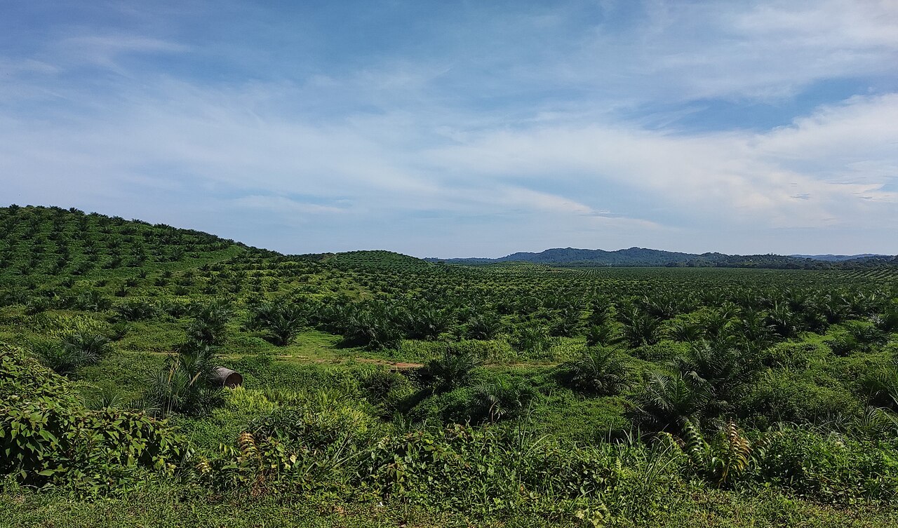 Oil palm plantation — equatorial tropical clue